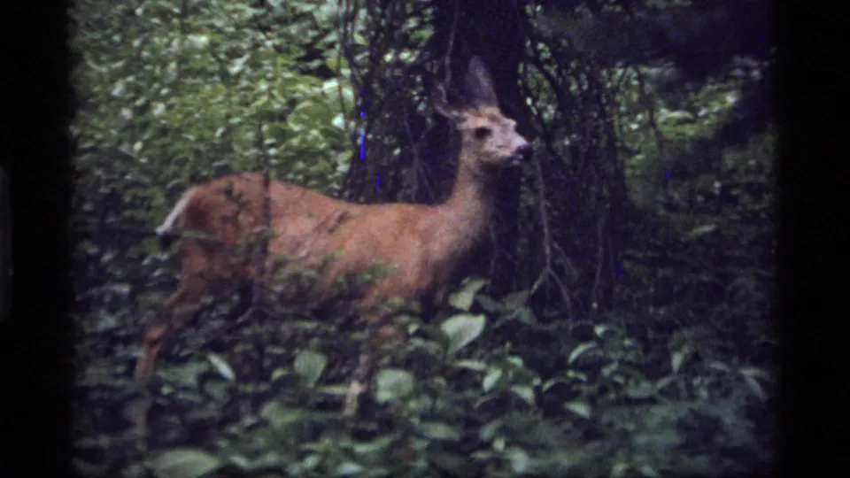 Deer standing in profile within dense Sapphire Lake woodland, visible in muted-color 1977 8mm home-movie footage.