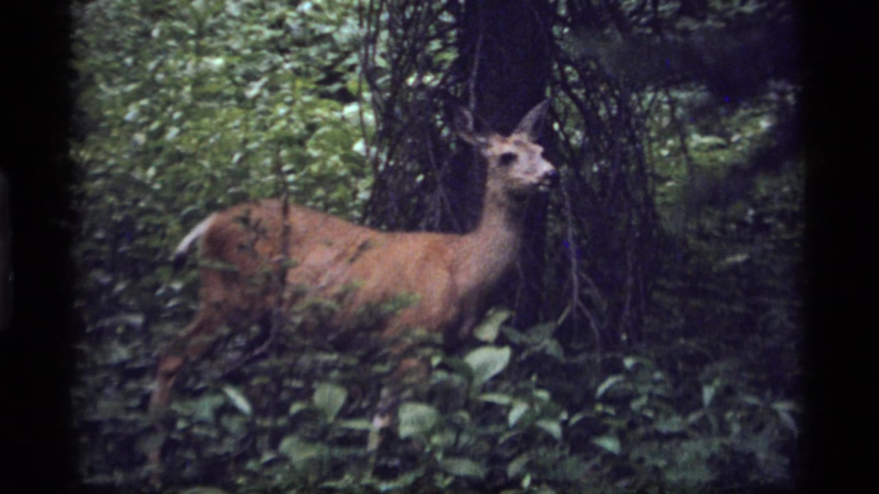 Whitetail deer standing among dense green forest brush beside dark tree trunks.