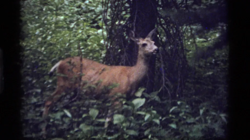 A whitetail deer stands alert in wooded undergrowth at Sapphire Lake, Montana, in 1977 archival 8mm footage.