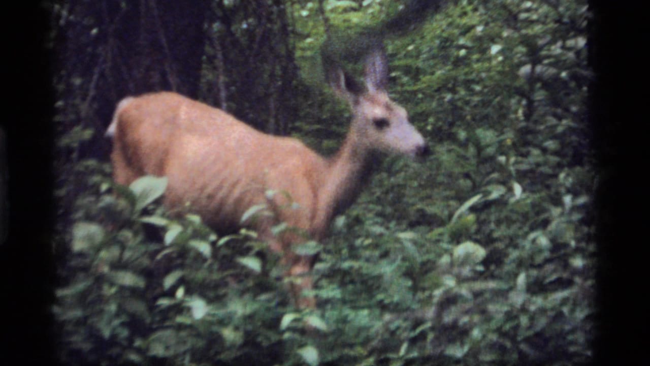 A tan whitetail deer appears in profile among thick forest vegetation in the 1977 Sapphire Lake, Montana clip.