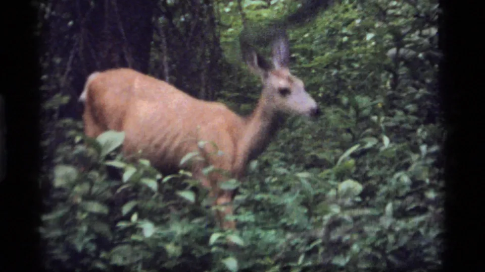 A tan whitetail deer appears in profile among thick forest vegetation in the 1977 Sapphire Lake, Montana clip.