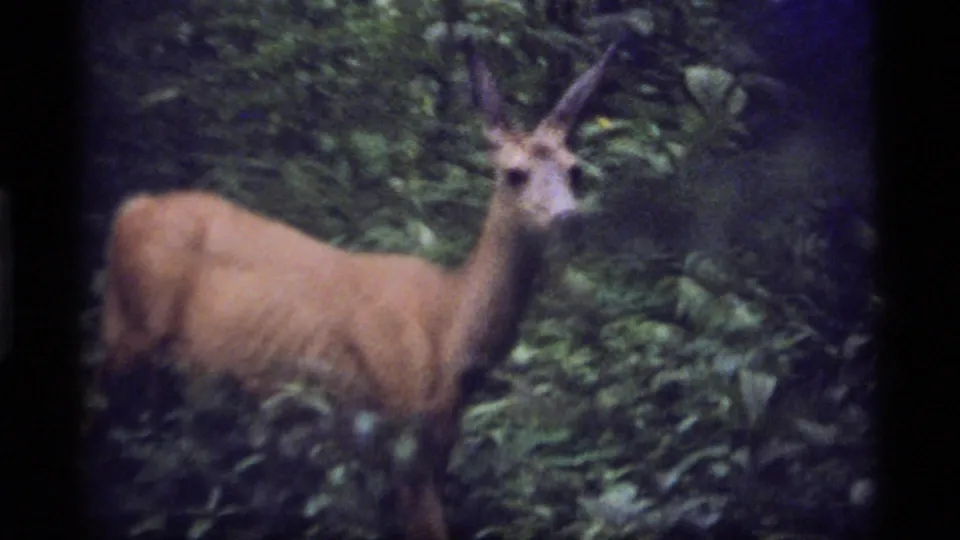 A whitetail deer looks toward the camera from leafy undergrowth in 1977 Sapphire Lake, Montana home-movie footage.