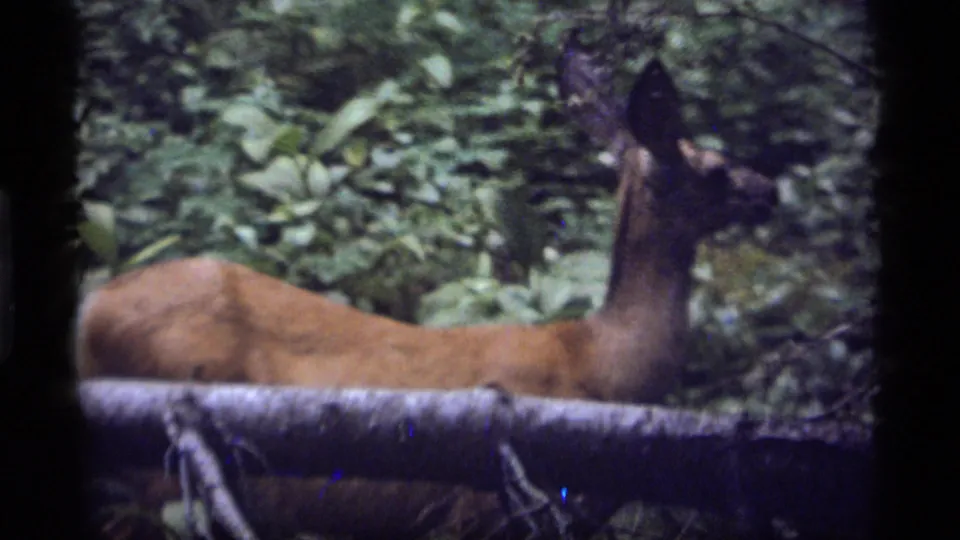 A whitetail deer stands partly behind a fallen log in dense Sapphire Lake, Montana forest, captured on 1977 8mm film.