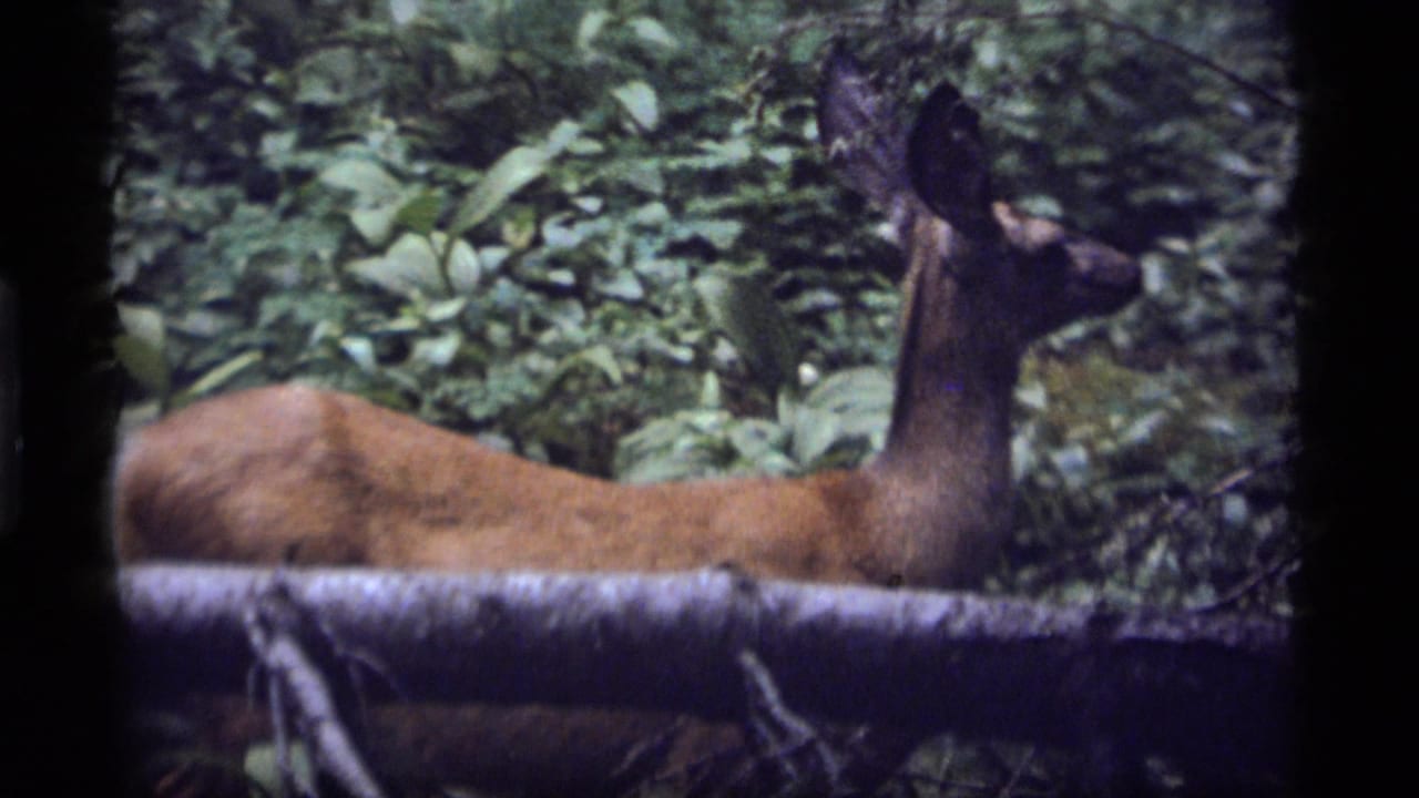 Brown deer standing behind a fallen log in dense green forest foliage.