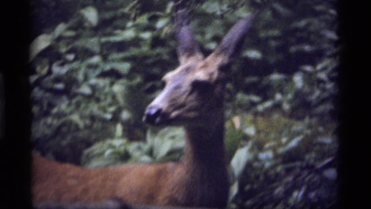 A deer with alert ears is seen in soft 8mm focus among leafy forest growth at Sapphire Lake, Montana, in 1977 footage.