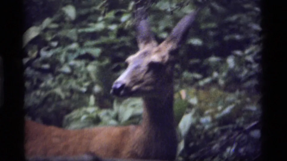 A deer with alert ears is seen in soft 8mm focus among leafy forest growth at Sapphire Lake, Montana, in 1977 footage.