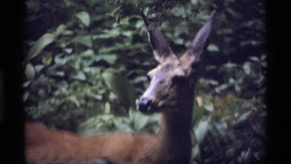 The 1977 Montana home-movie frame shows the deer closer in view, its head and shoulders set against shaded leaves.