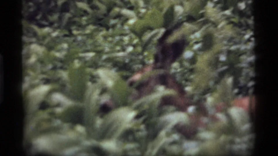 A soft 8mm frame from the Montana forest shows the deer partially hidden by foreground leaves and surrounding vegetation.