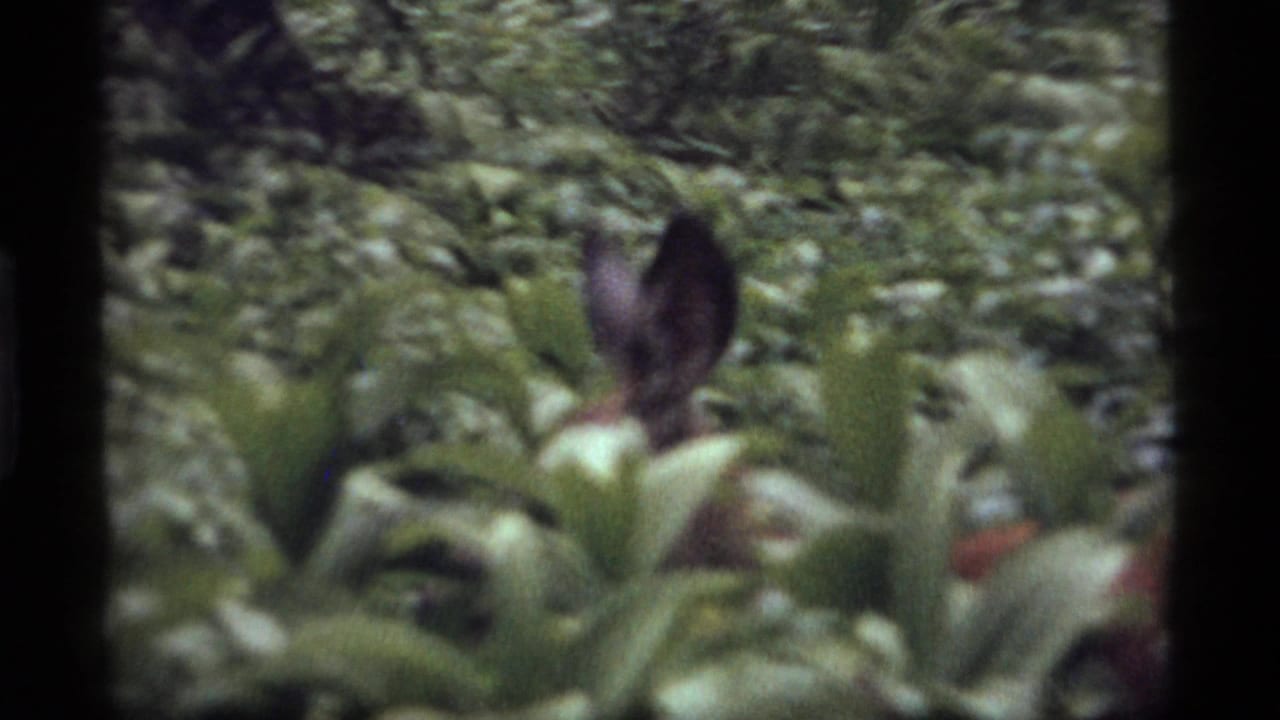 A doe appears partly obscured by leafy plants in 1977 8mm footage from Sapphire Lake, Montana.