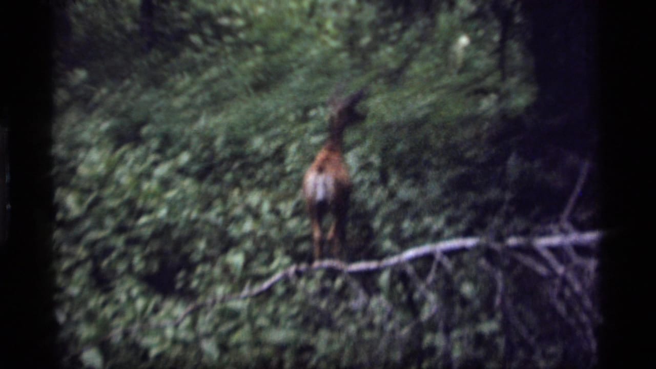 A doe moves away through thick forest vegetation near a pale fallen branch in the Montana 8mm scene.