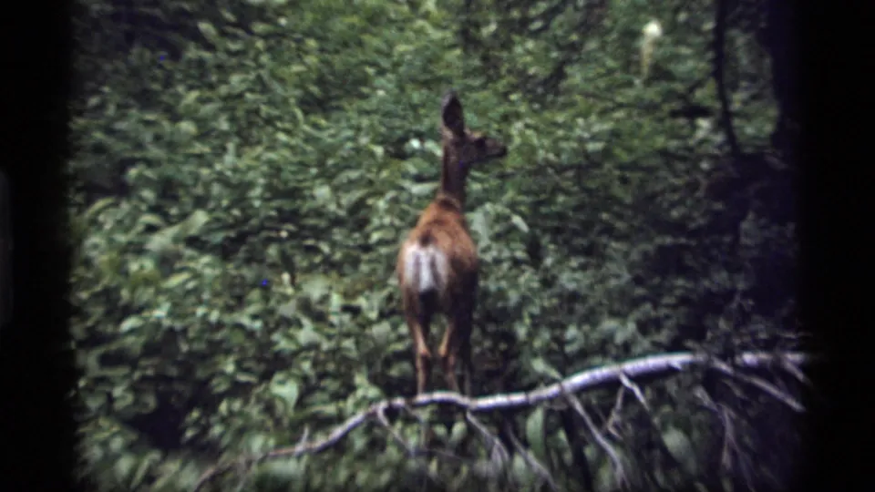 The doe is seen from behind among leafy undergrowth and a fallen branch in 1977 Sapphire Lake footage.