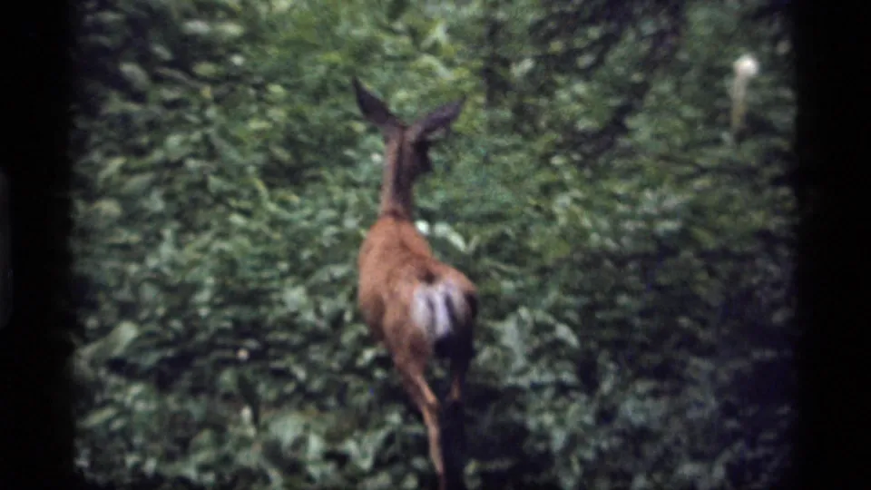 A doe walks farther into dense green vegetation in the 1977 Montana home-movie wildlife shot.