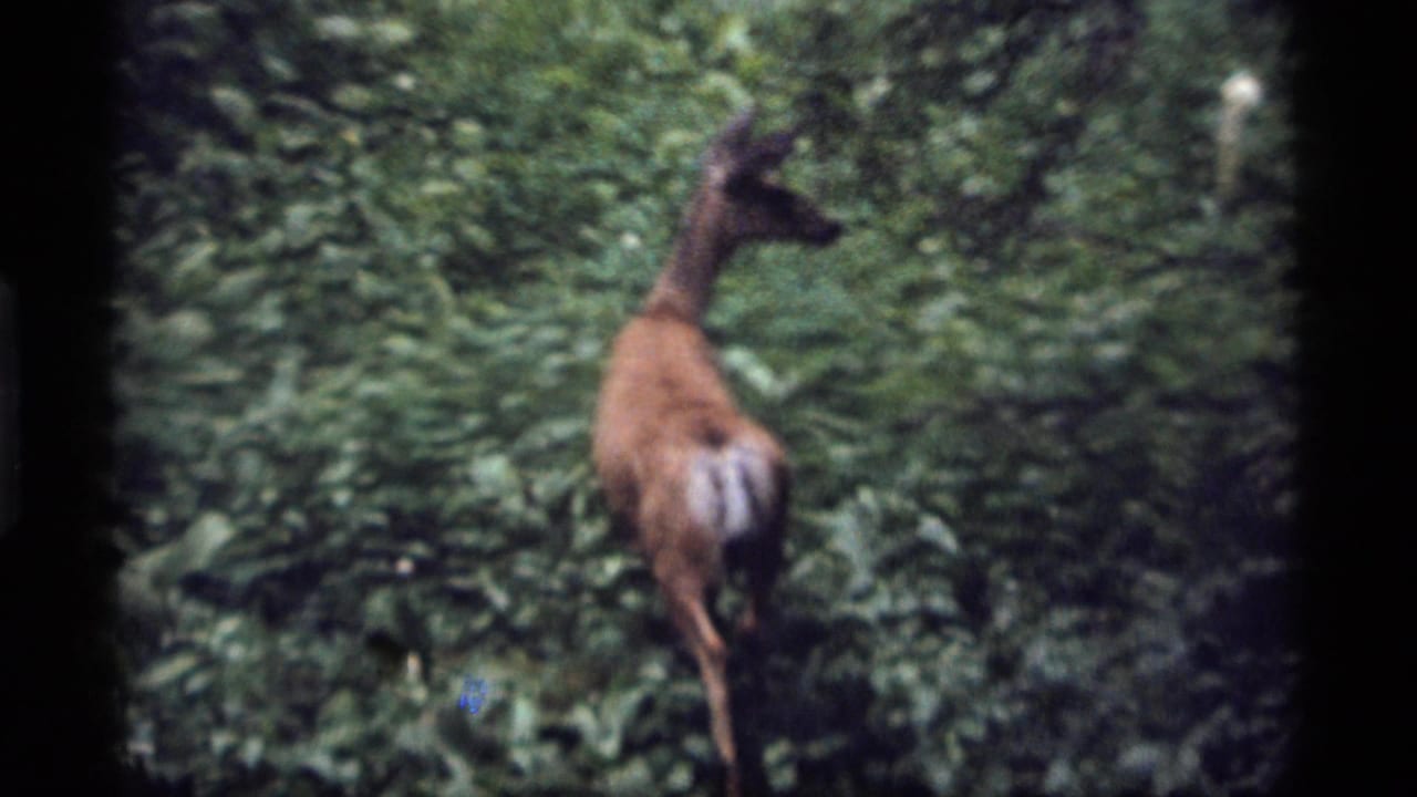 Young deer standing alert in dense green forest under soft 8mm exposure.