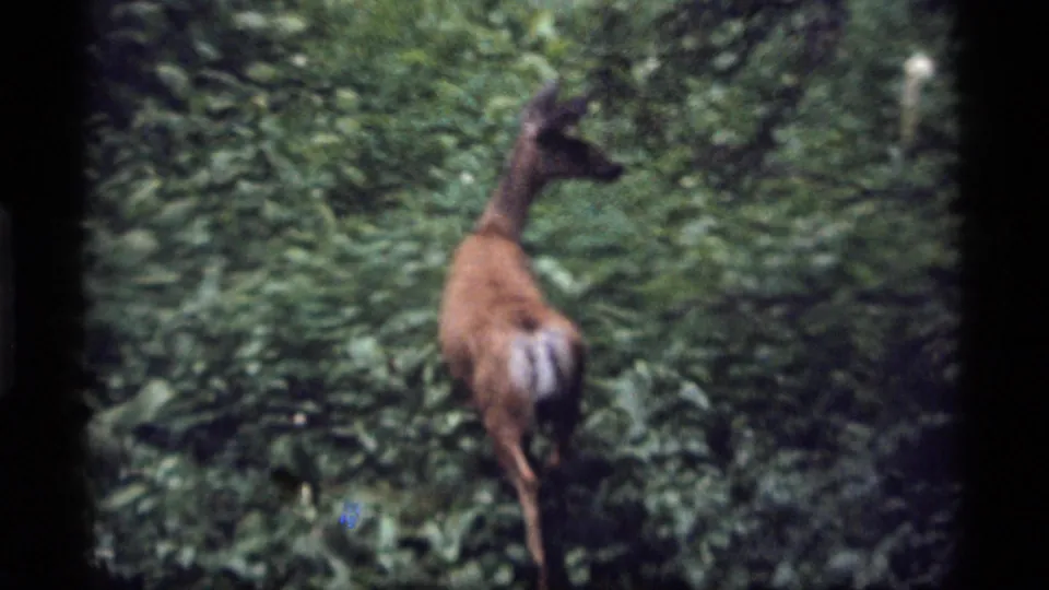 A deer stands among thick forest vegetation at Sapphire Lake, Montana, in 1977 home-movie footage.