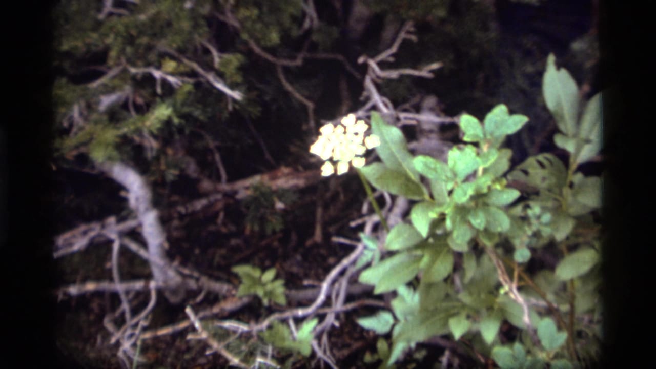 A close view of pale wildflowers and green leaves near fallen branches in the Sapphire Lake forest setting.