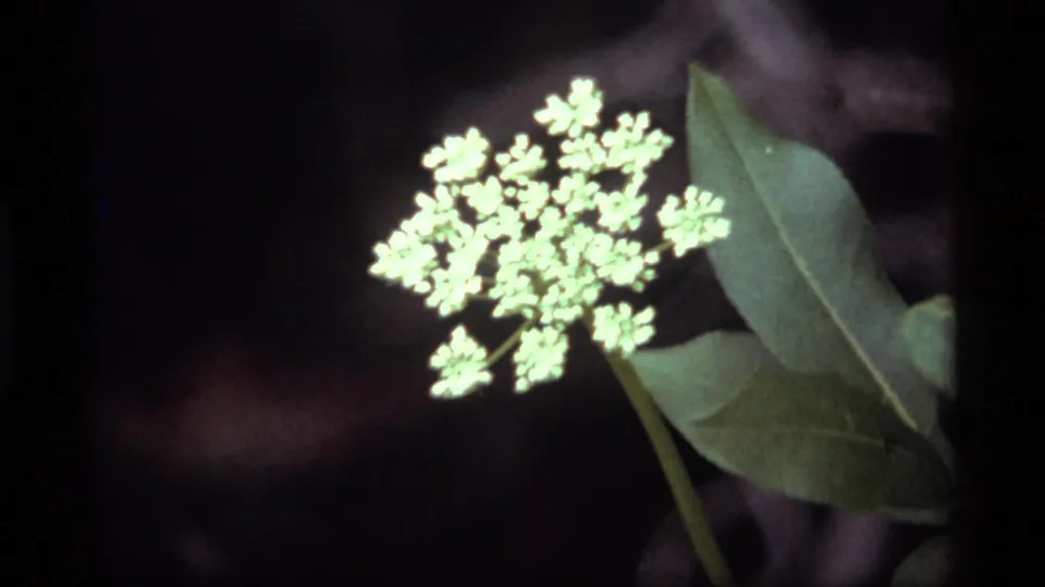 A soft-focus close-up shows pale wildflower clusters and green leaves in 1977 8mm footage from Sapphire Lake, Montana.