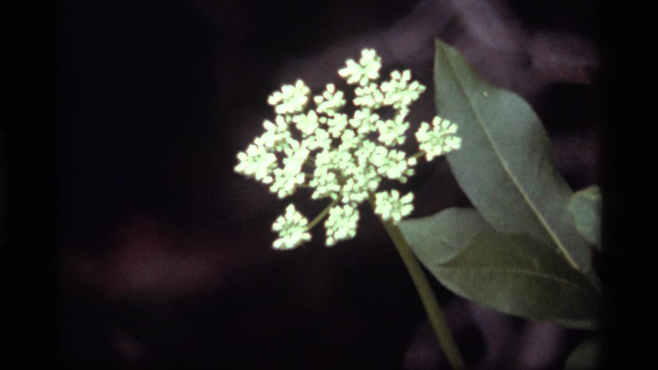 White clustered wildflower beside green leaves against a dark blurred background.