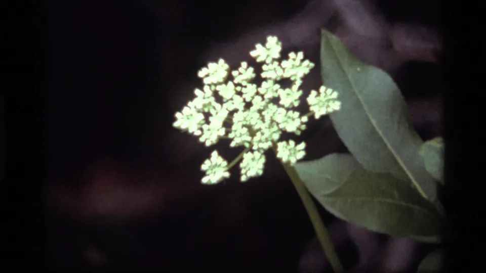 Close 1977 Montana 8mm view of a white wildflower cluster, likely Queen Anne's lace, with green leaves and dark soft-focus foliage.
