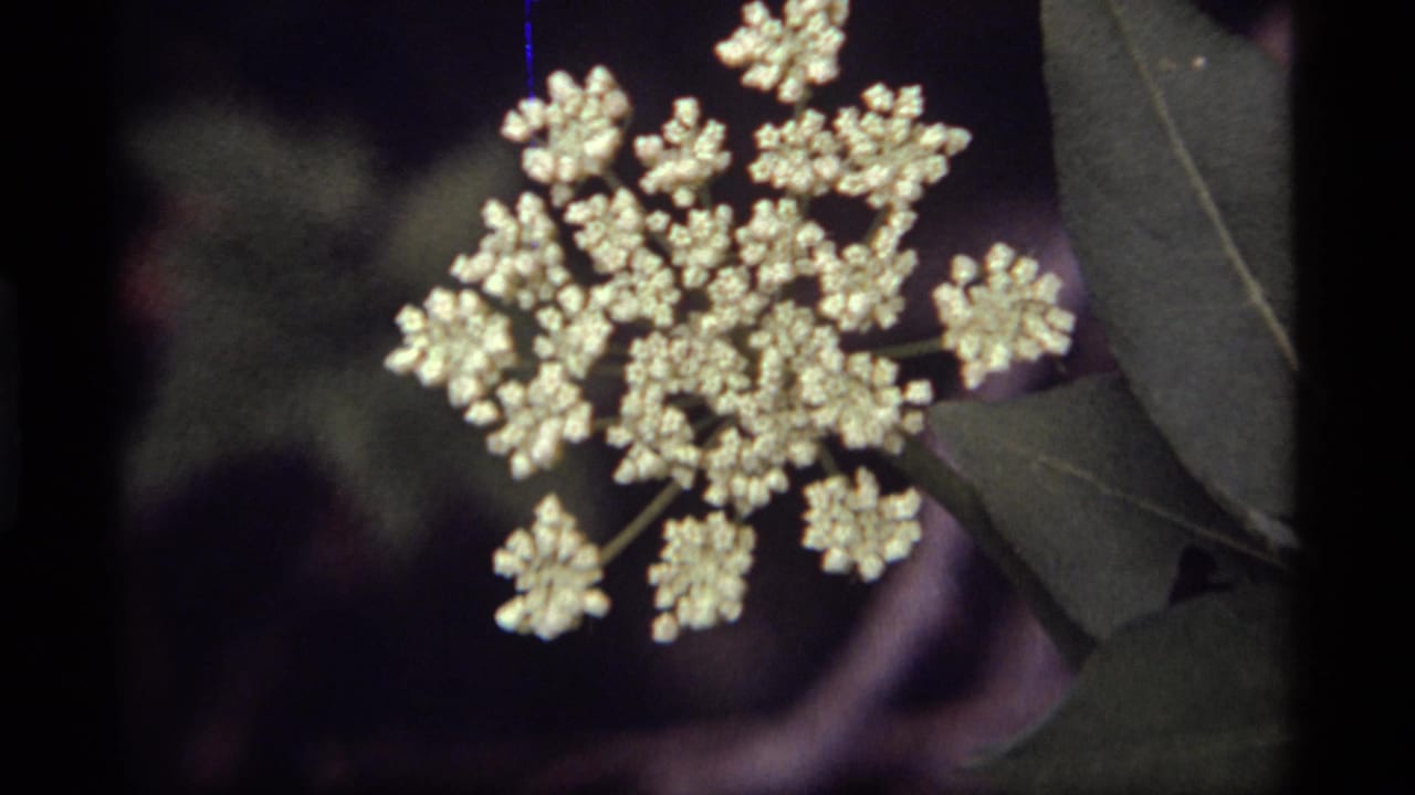 1977 Sapphire Lake close-up of a pale clustered bloom with green leaves along the edge and a dark natural background.