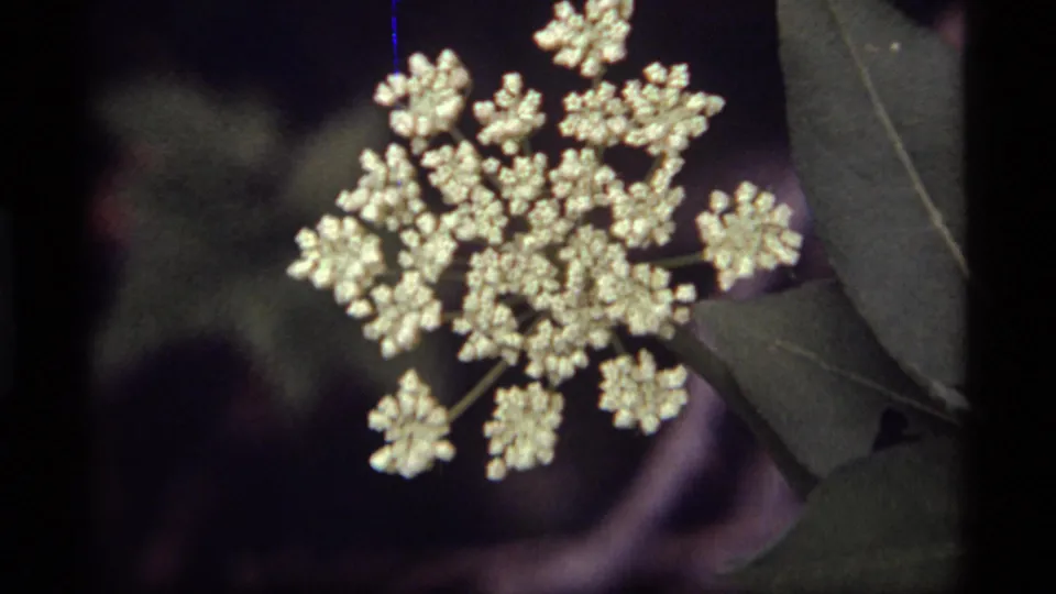 1977 Sapphire Lake close-up of a pale clustered bloom with green leaves along the edge and a dark natural background.