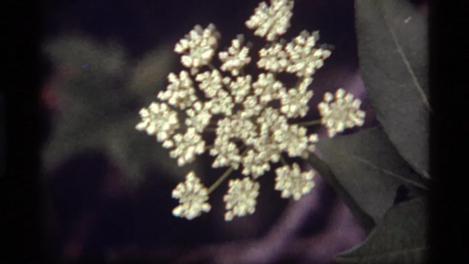 Close 8mm frame from Sapphire Lake in 1977 showing a broad white flower cluster, leaves, and shadowed natural surroundings.