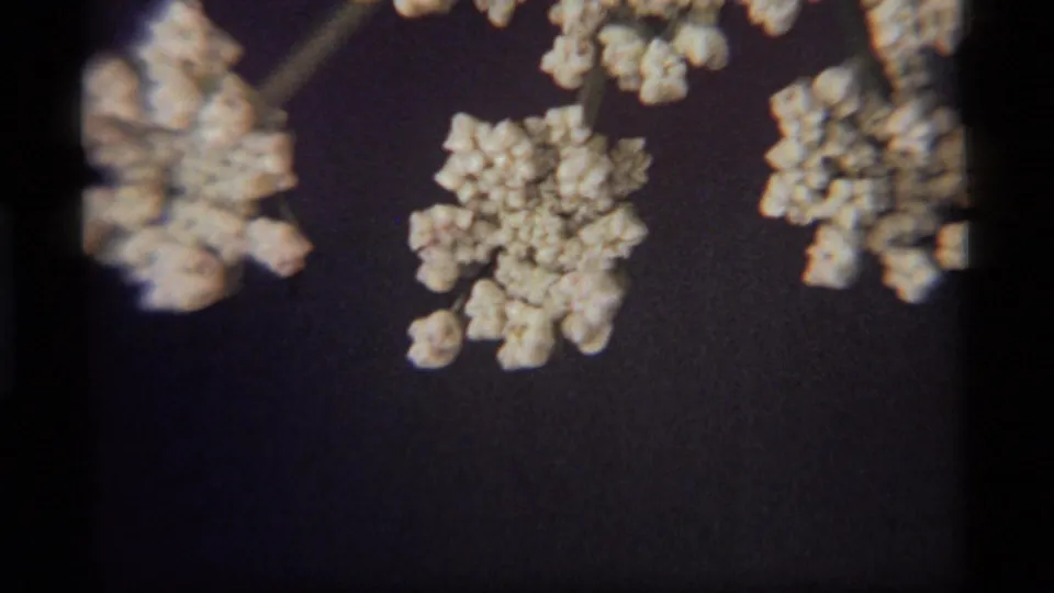 Soft 1977 Montana 8mm close-up of pale clustered flowers, with shallow focus and a dark background emphasizing the bloom shapes.