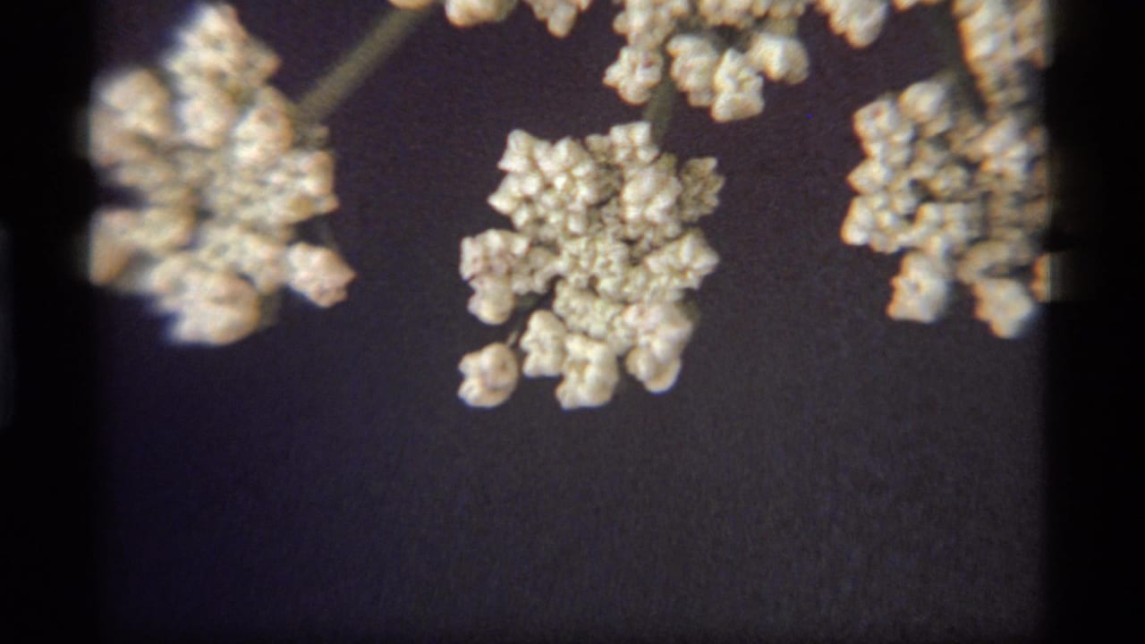 Close 1977 8mm view of pale clustered wildflowers near Sapphire Lake, Montana, framed against a dark background.