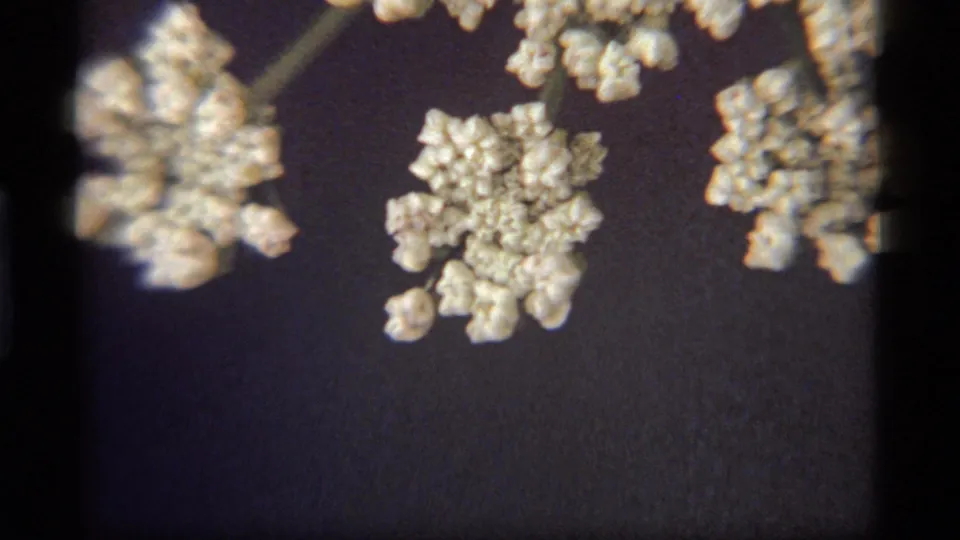 Close 1977 8mm view of pale clustered wildflowers near Sapphire Lake, Montana, framed against a dark background.