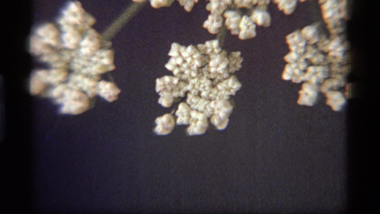 Small pale flower clusters hang over a dark, softly exposed background.