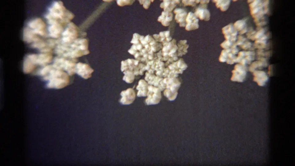 Close 8mm frame of delicate pale flower clusters, supported by the Sapphire Lake, Montana 1977 clip metadata.