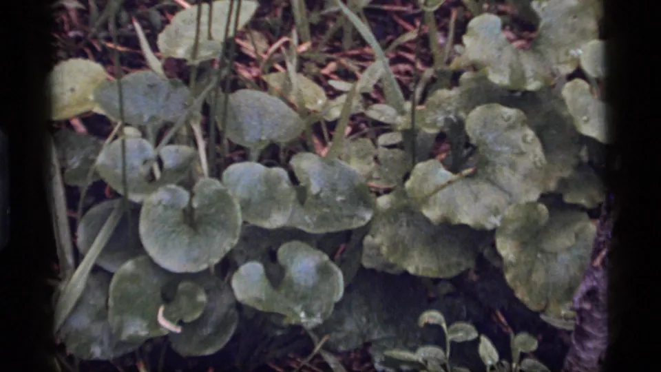 Forest-floor foliage near Sapphire Lake, Montana, showing rounded green leaves, stems and needle litter in 1977 8mm footage.