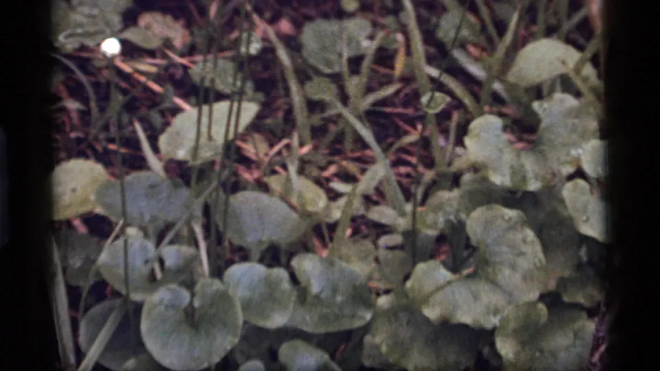 Close 8mm view of broad woodland leaves and stems, consistent with the Sapphire Lake, Montana vegetation clip metadata.