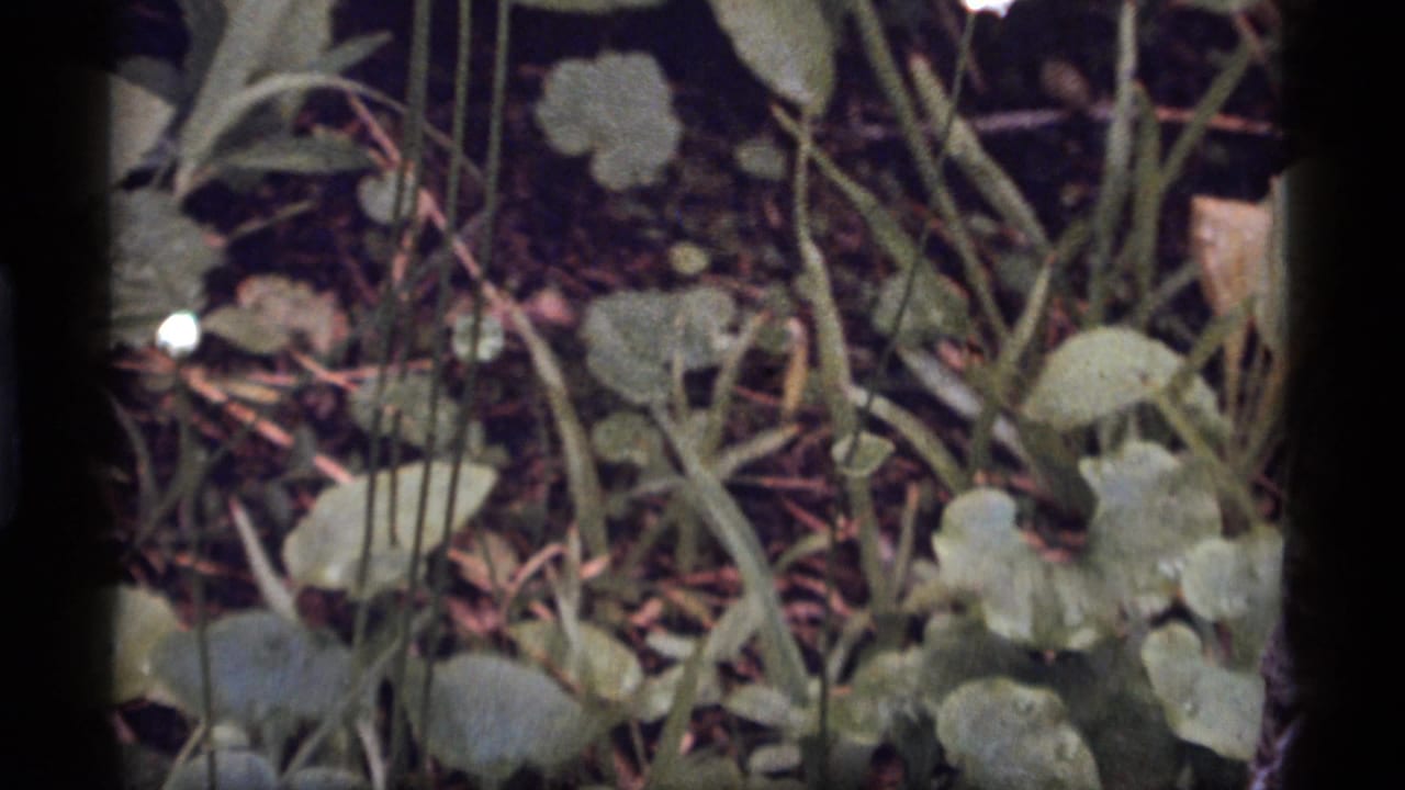 Close 1977 8mm view of white wildflowers, stems, leaves, and dark woodland ground at Sapphire Lake, Montana.
