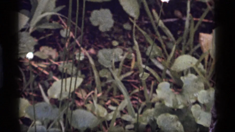 Close 1977 8mm view of white wildflowers, stems, leaves, and dark woodland ground at Sapphire Lake, Montana.