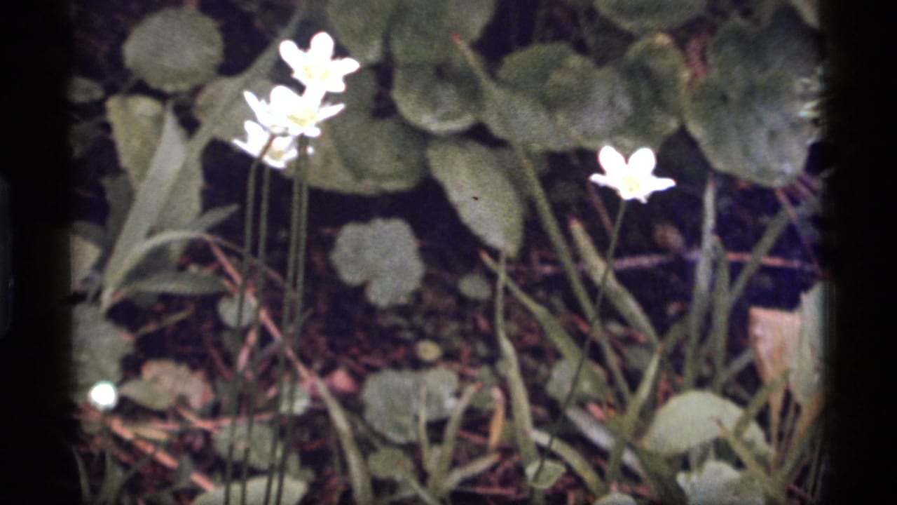 Bright white blossoms above leafy forest floor plants.
