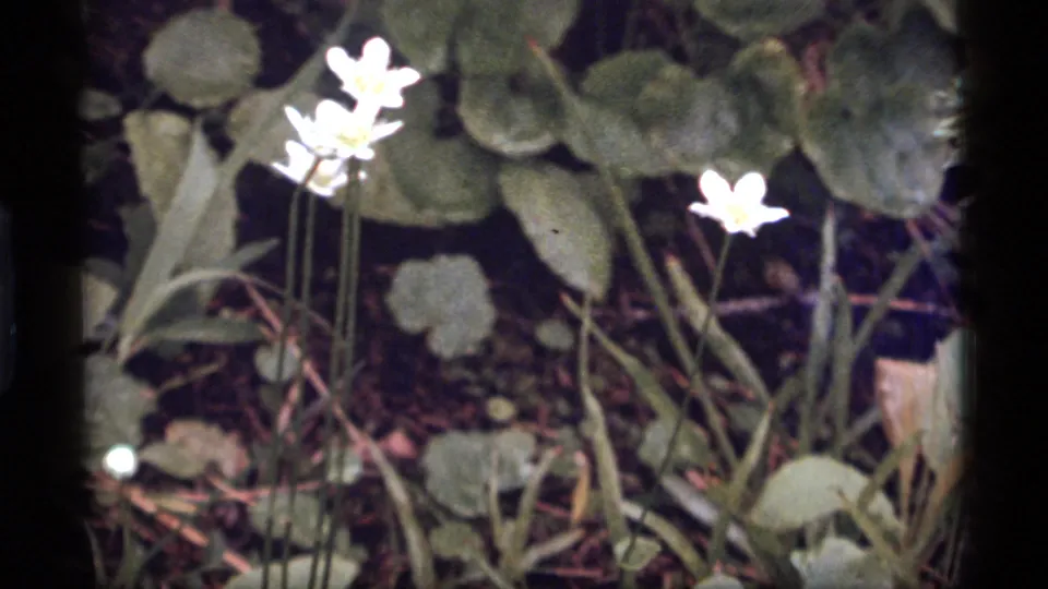 White wildflowers stand above green leaves and dark undergrowth in the Sapphire Lake, Montana home-movie footage.