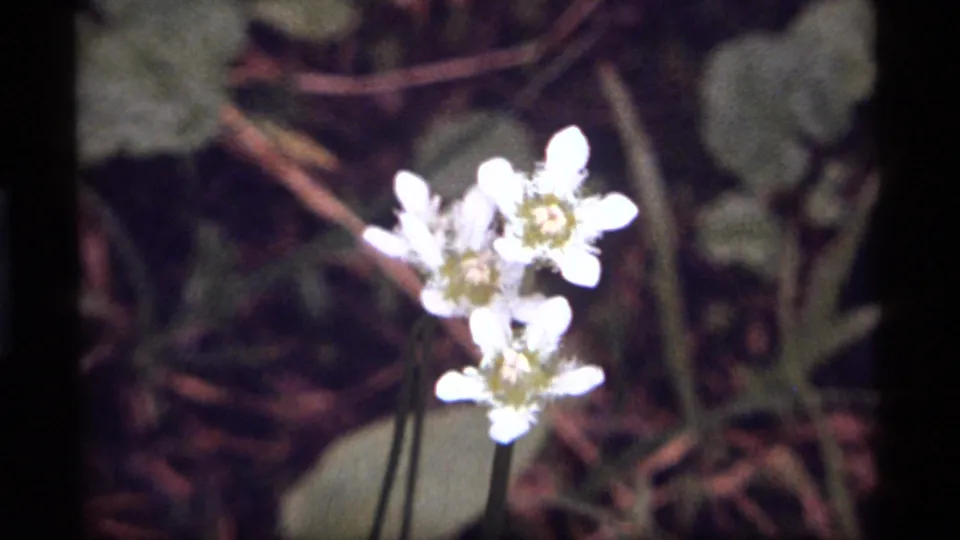 A tighter 8mm close-up shows clustered white wildflowers with soft focus and dark forest-floor background.