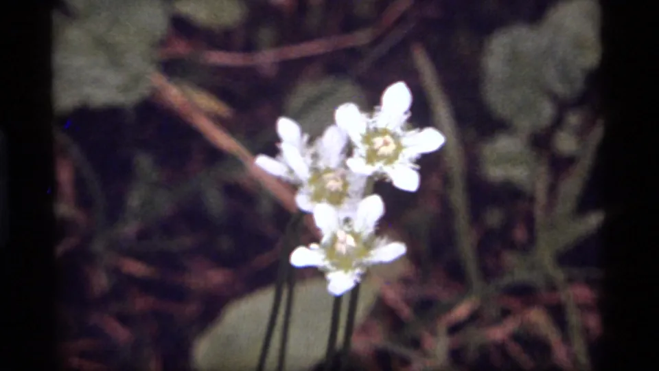 The final frame holds on white wildflowers and nearby leaves, with grain and soft exposure from 1977 8mm footage.