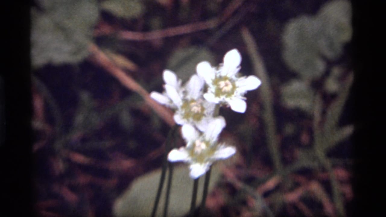 1977 8mm frame from Sapphire Lake, Montana showing small white wildflowers in soft focus above shaded leaves and forest debris.
