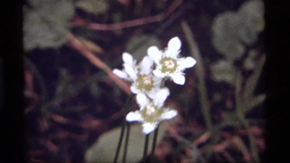 1977 8mm frame from Sapphire Lake, Montana showing small white wildflowers in soft focus above shaded leaves and forest debris.