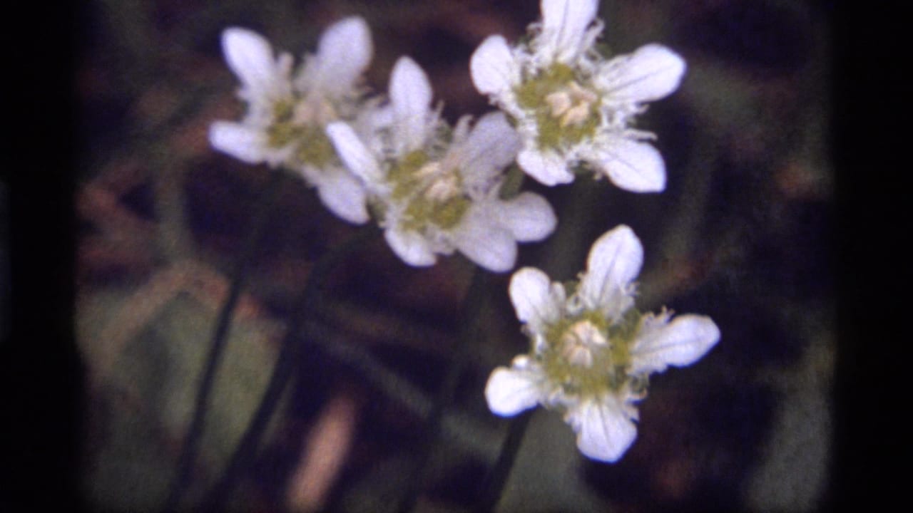 Cluster of white flowers and green centers with blurred leaves behind them.