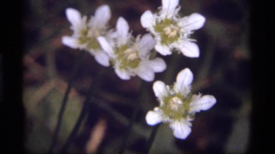 1977 Montana home-movie frame showing multiple white wildflowers closer to the camera, with leaves and shaded ground behind them.