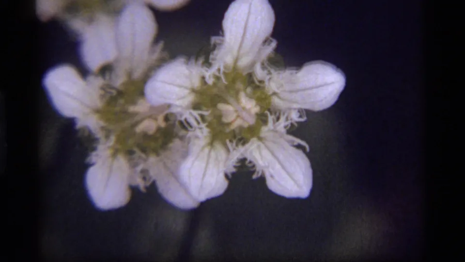 Tight 8mm close-up from Sapphire Lake, Montana showing two white wildflowers with visible petal veins and green centers.