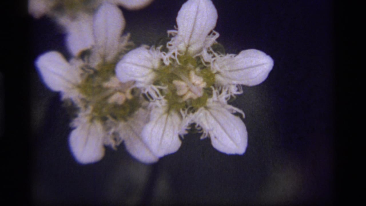 1977 8mm closeup of delicate white wildflowers at Sapphire Lake, Montana, with soft focus and dark background.