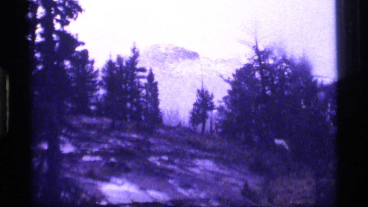 Purple-tinted forested hillside with pines and a hazy mountain in the background.