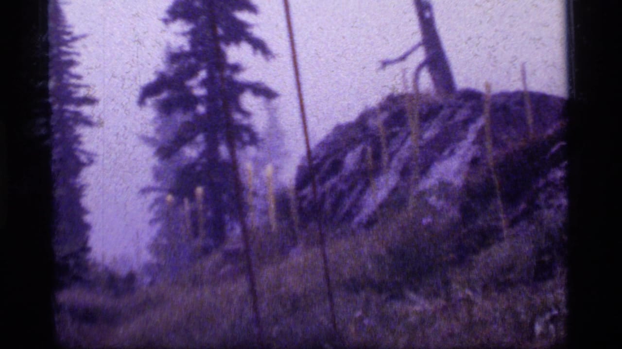 Dim forest floor with conifer trees, grasses, and a rocky hillside in soft purple-gray light.