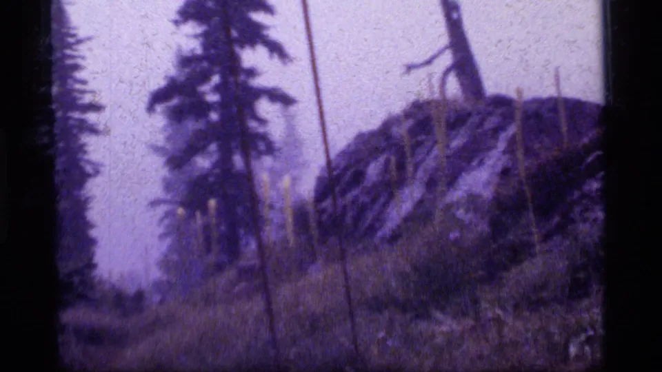 1977 8mm Montana forest view showing tall pines, thin trunks, grass, and a rocky slope under hazy purple-gray exposure.