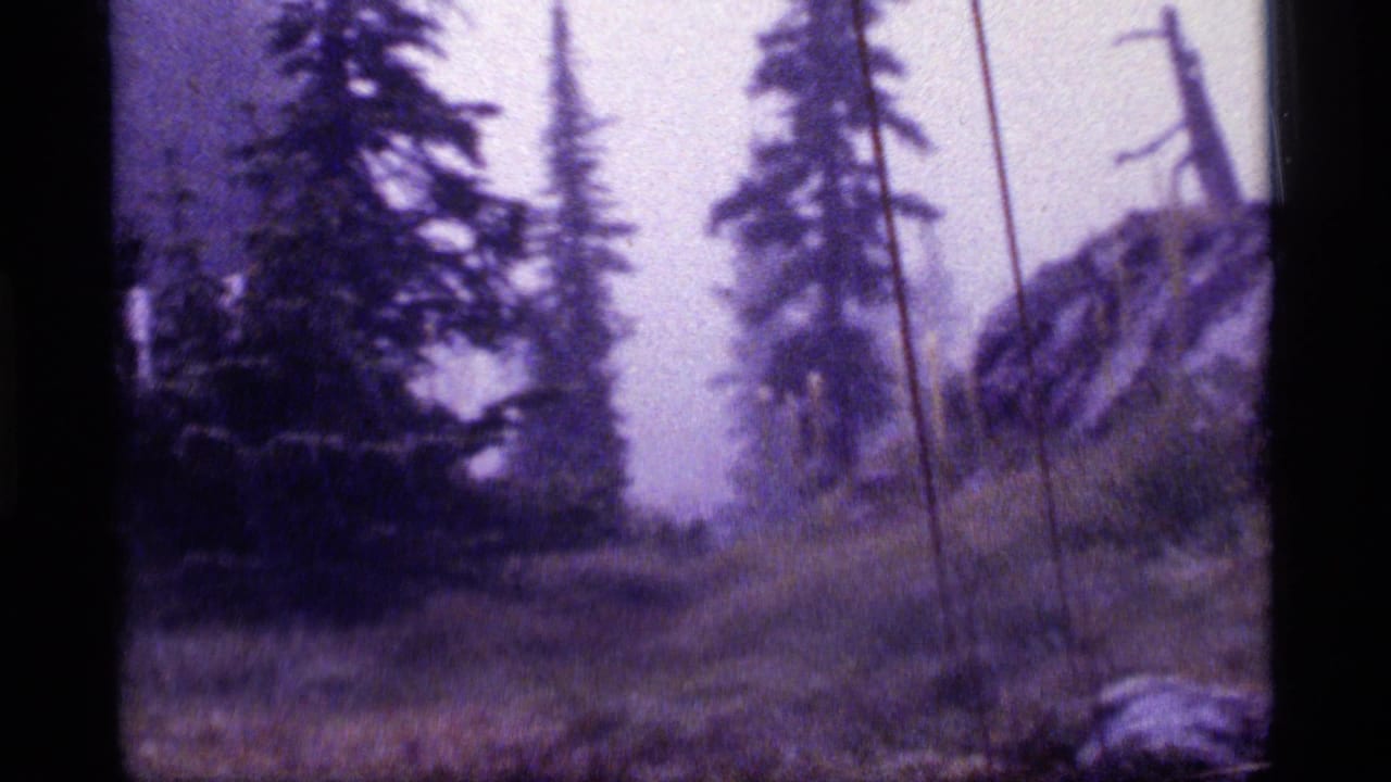 Sapphire Lake, Montana home-movie frame with conifers, spindly trunks, grasses, and a rocky slope fading into haze.