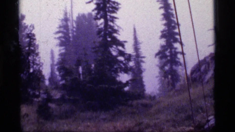 1977 8mm forest still from Montana with dark conifer silhouettes, grasses, haze, and a soft rocky background.