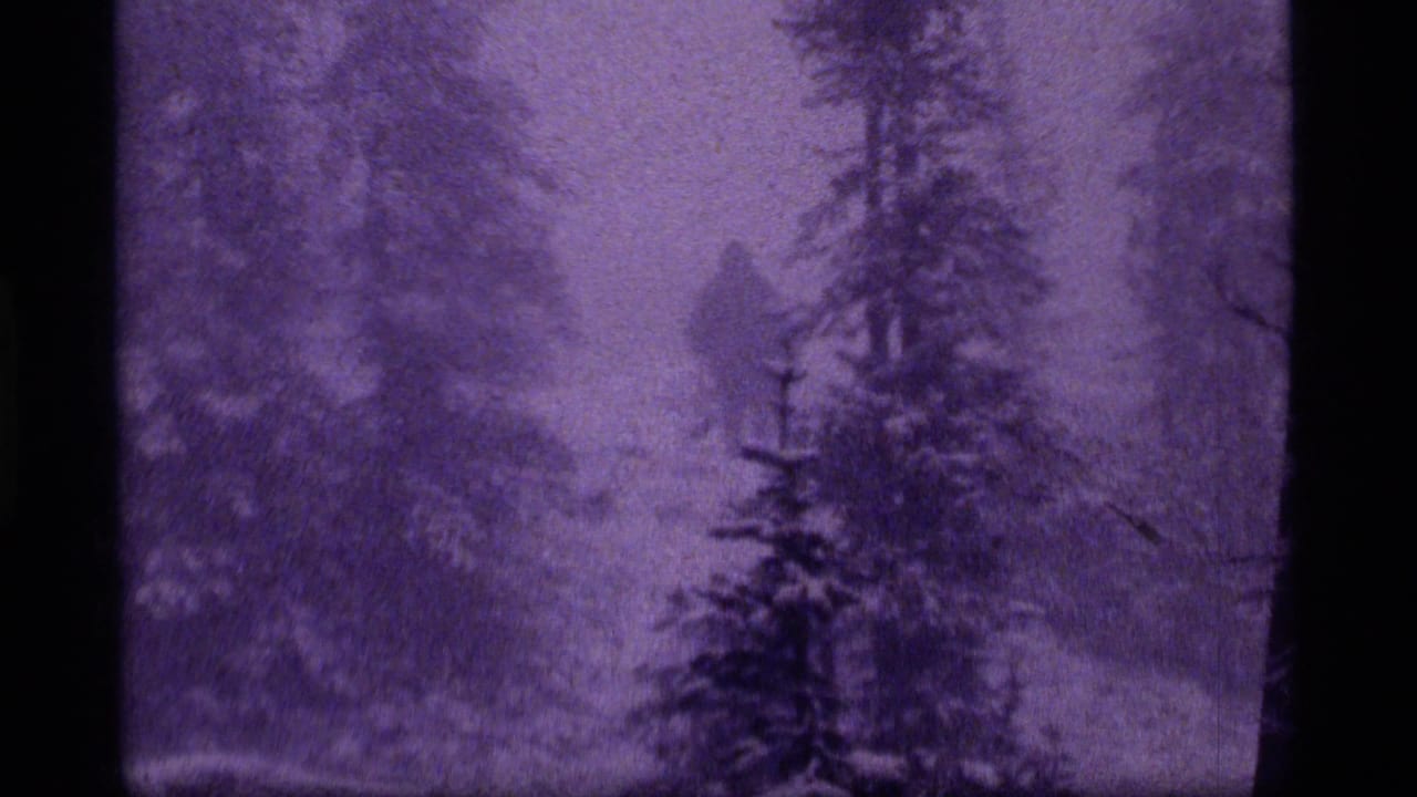 Foggy woodland view with a small distant figure between evergreen trees.